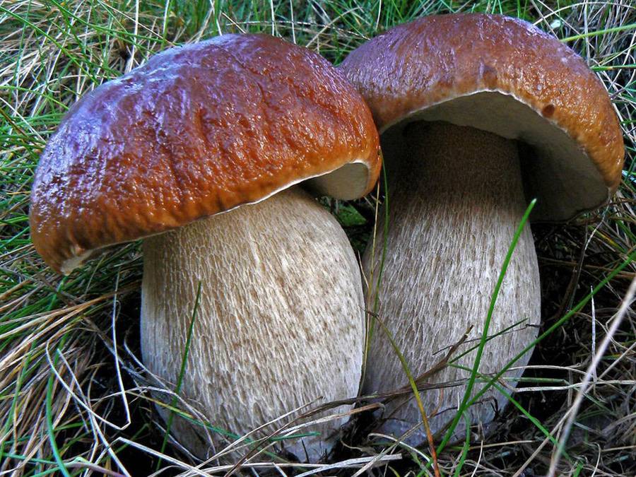 Медики обнаружили в белых грибах вещества, замедляющие старение