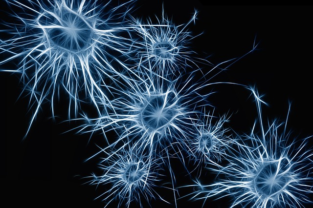 Двигательные нейроны научились выращивать из кожи [1]