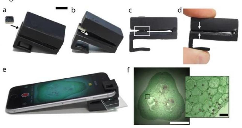 Камера смартфона может стать полнофункциональным микроскопом [2]